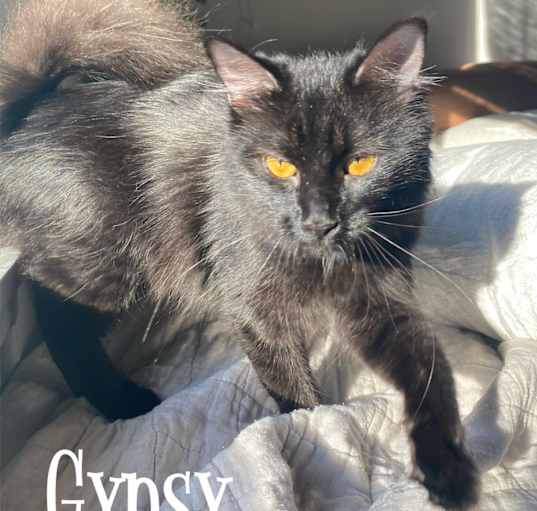 Photo of Gypsy