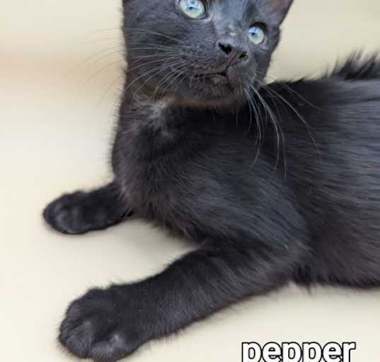 Photo of Pepper