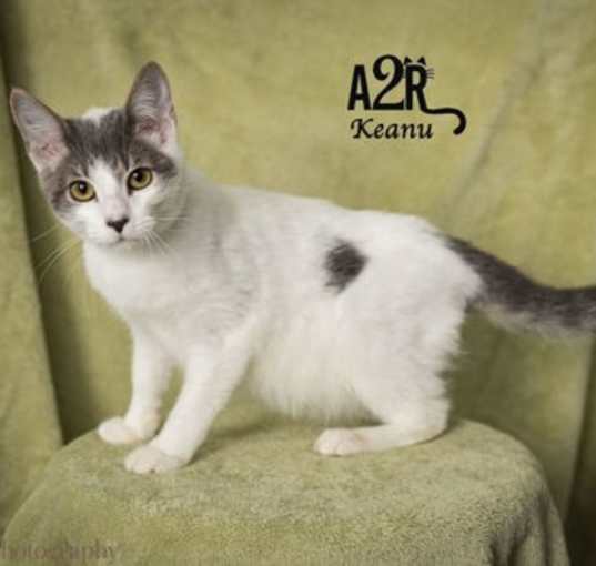 Photo of Keanu (Bonded with Kona)