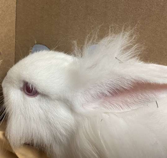 Photo of Snowball