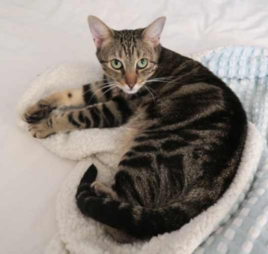 Photo of Colly