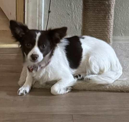 Photo of Daisy