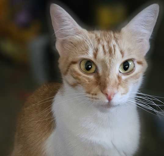 Photo of Kitty