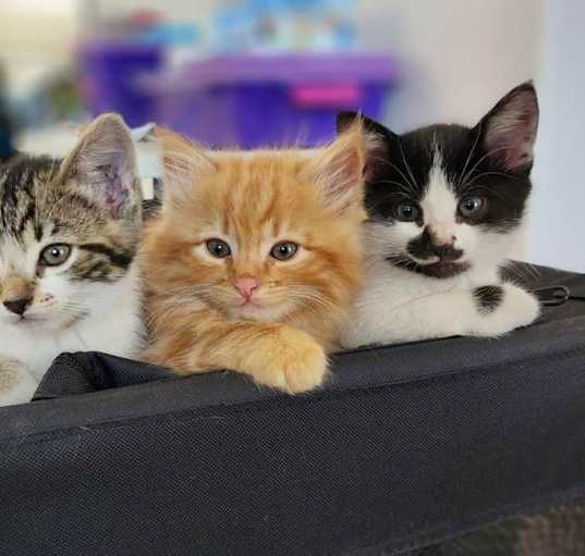 Photo of MANY MORE KITTENS NOT  LISTED