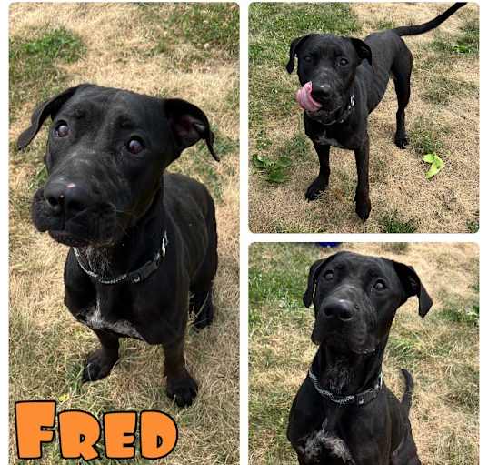 Photo of Fred - In foster - Call for appt!