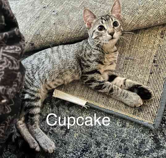 Photo of CupcakeQ