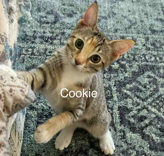 Photo of CookieQ