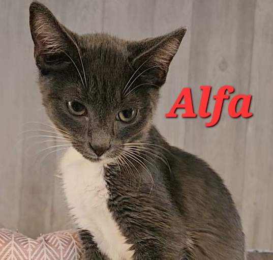 Photo of Alfa