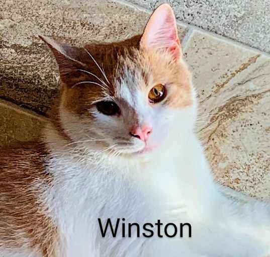 Photo of Winston