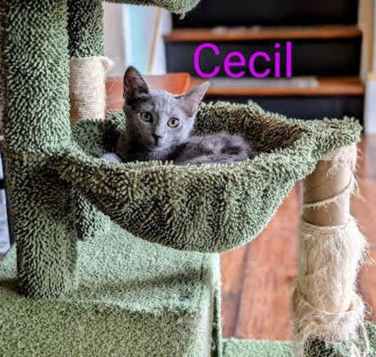 Photo of Cecil