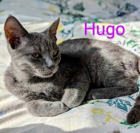 Photo of Hugo