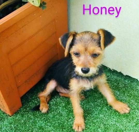 Photo of Honey