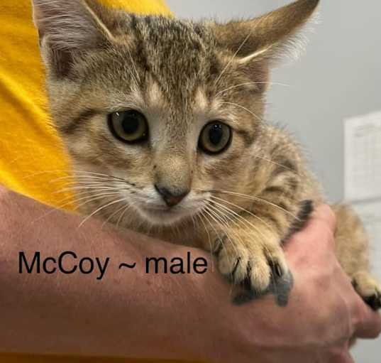 Photo of McCoy