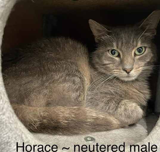 Photo of Horace