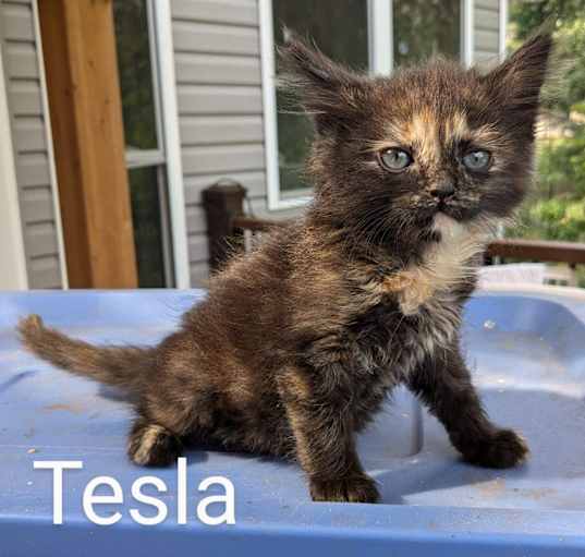 Photo of Tesla