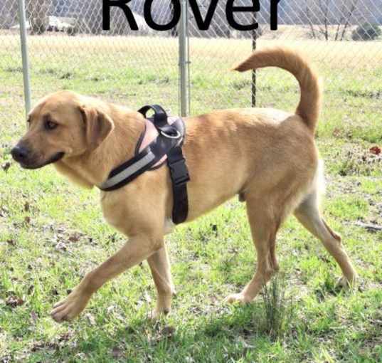 Photo of Rover