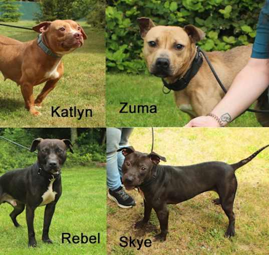 Photo of Zuma, Katlyn, Rebel, Skye