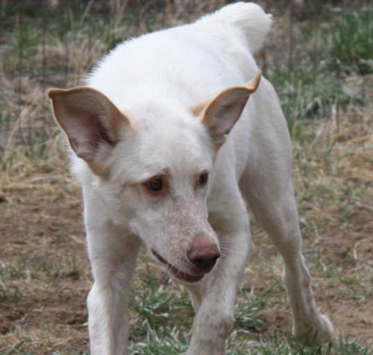 Photo of Freckles