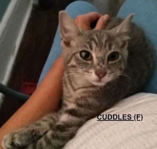 Photo of Cuddles