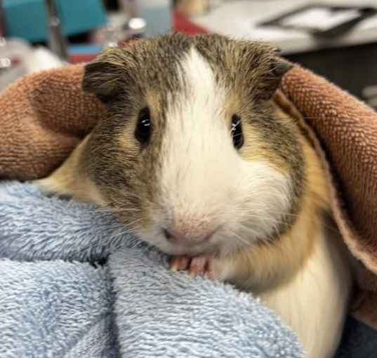 Photo of Hudson