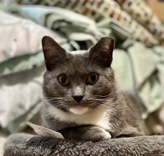 Photo of Grey Cat