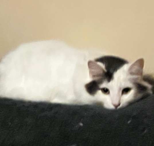 Photo of Petey