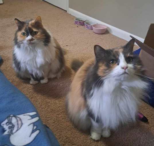 Photo of Caramel and Bebe