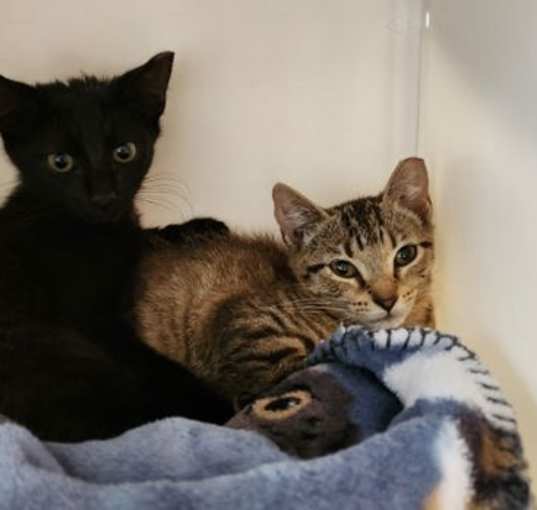 Photo of Yardley (female tabby) & Scrappy (male black)