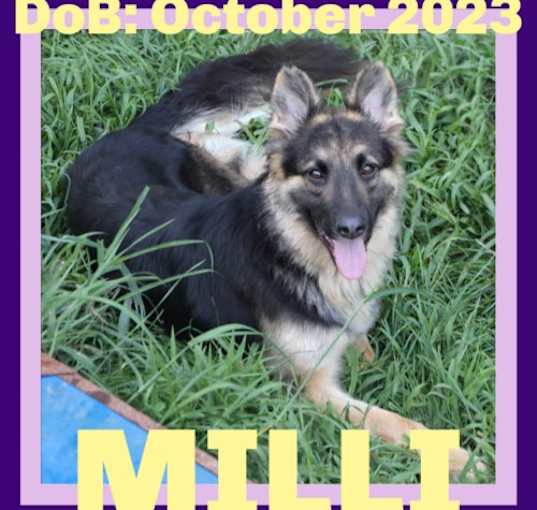 Photo of MILLI