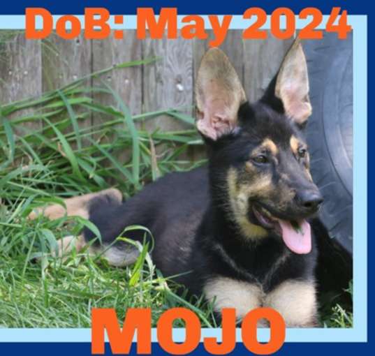 Photo of MOJO