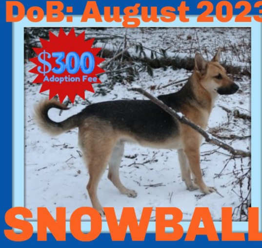 Photo of SNOWBALL - $300