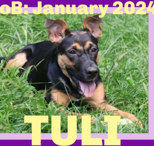 Photo of TULI