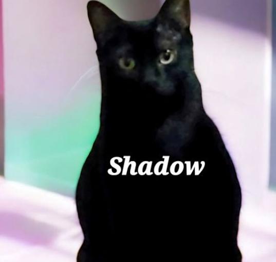 Photo of Mama Shadow