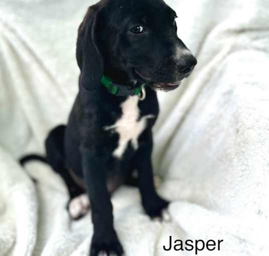 Photo of Jasper