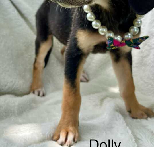 Photo of Dolly