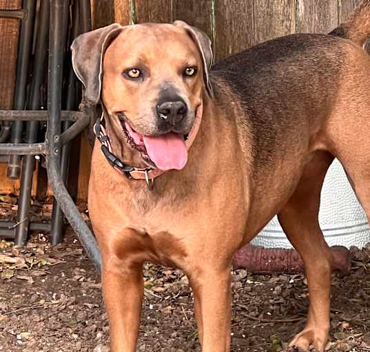 Photo of Penny