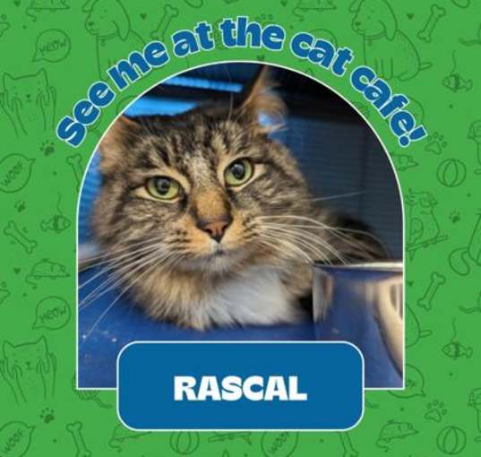 Photo of Rascal