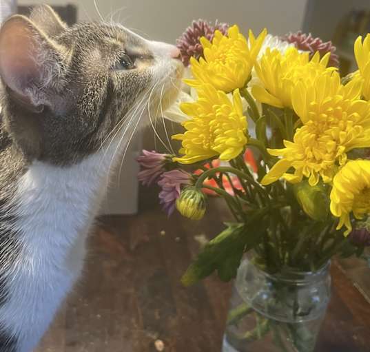 Photo of Phoebe