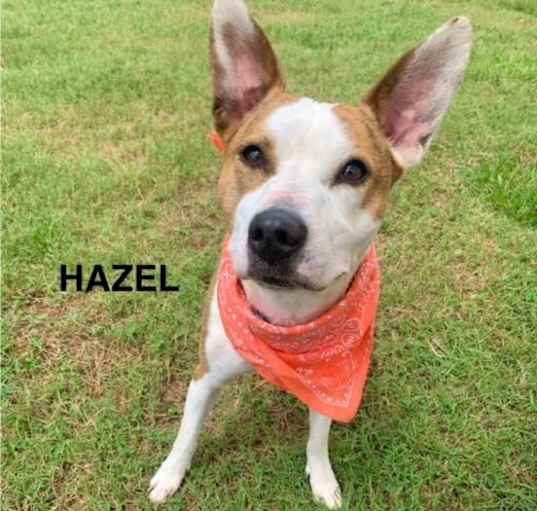 Photo of Hazel