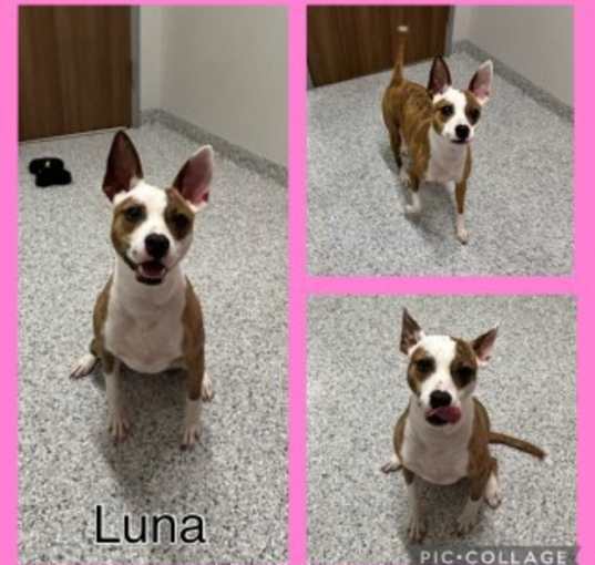 Photo of Luna