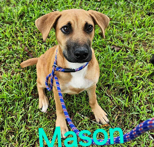 Photo of MASON