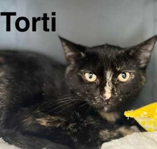 Photo of Torti * Bonded to Jaq *