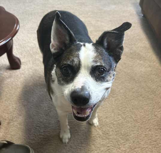 Photo of Bojack