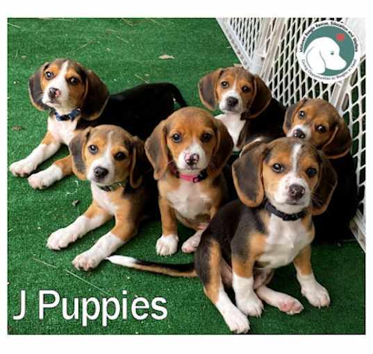 Photo of J Puppies