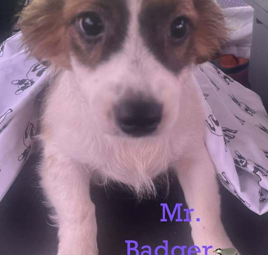 Photo of Mr Badger