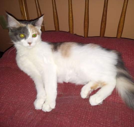 Photo of Harlow - Long haired kitten