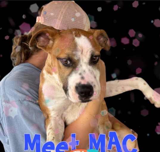 Photo of Mac