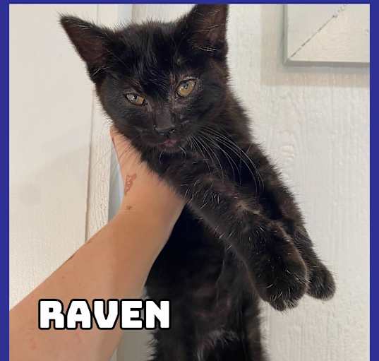 Photo of Raven