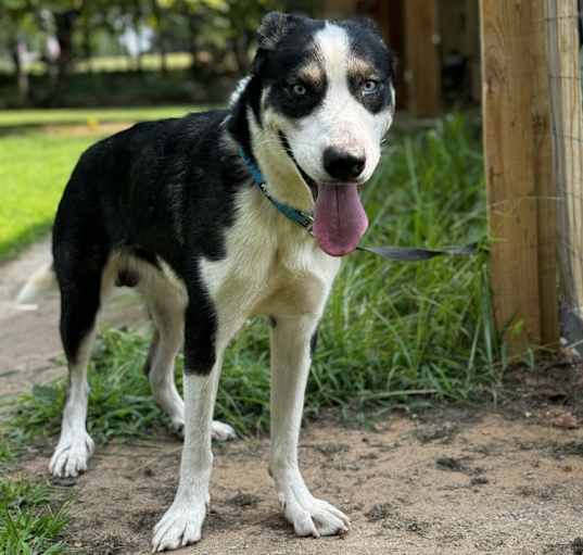 Photo of Duke