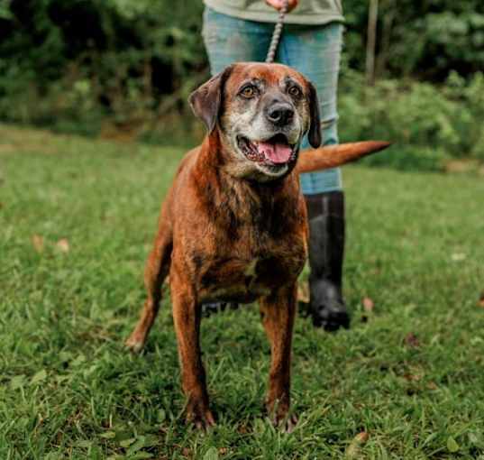 Photo of Otis